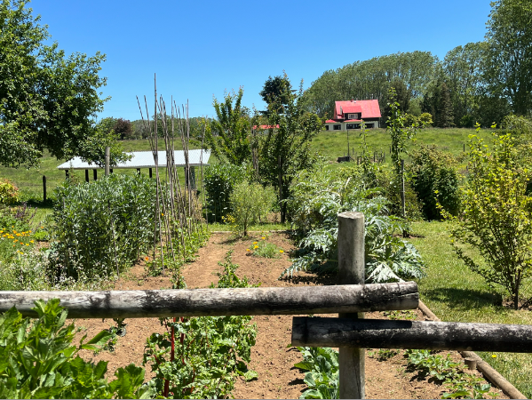 Vegtable Garden